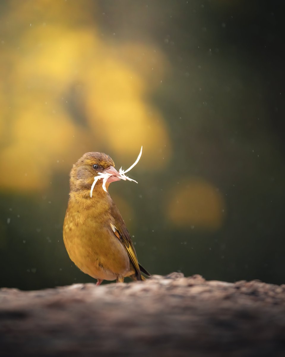 La recolecta de un #Verderón para su futuro nido. Abril, en plena época de cría del Verderón común tras las recién florecidas retamas amarillas. En #Extremadura  #BirdsPhotography