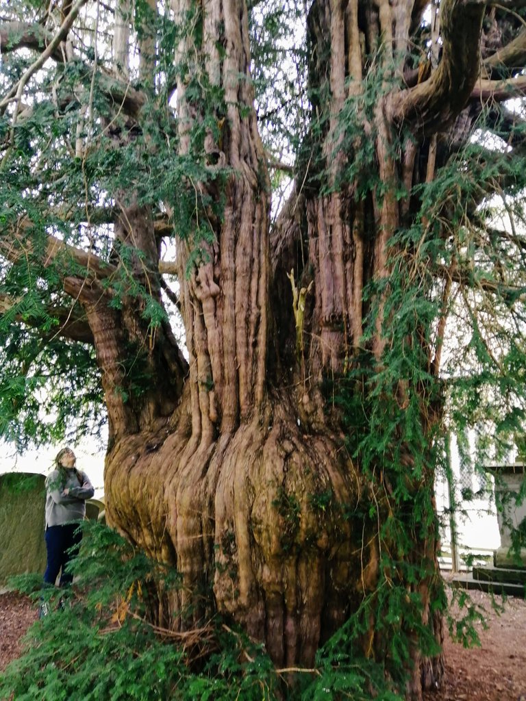 This incredible yew tree in the churchyard of St. Bartholomew's, #MuchMarcle in #Herefordshire, is believed to have been planted around 500 AD.. If only it could talk! #TreeTuesday #YewTree