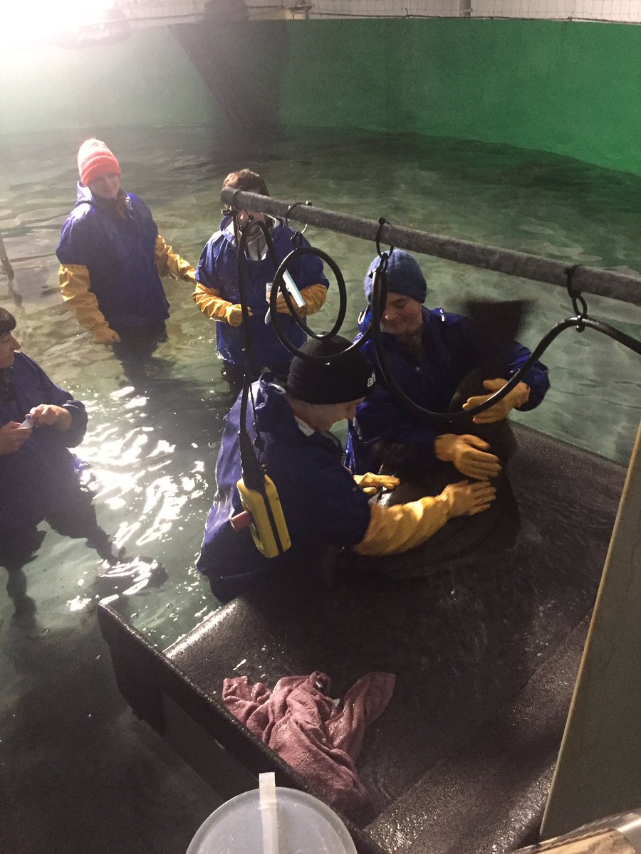 EFatsini's tweet photo. Three partners of #Breedflat project from #EEA_Grants was visiting the company Sogn Aqua Juveniles AS in Norway to collect samples of #Halibut @CienciasDoMar @CiimarUp @Norduniversitet 
Very nice to work all together!! https://t.co/eLKOUFyX1U