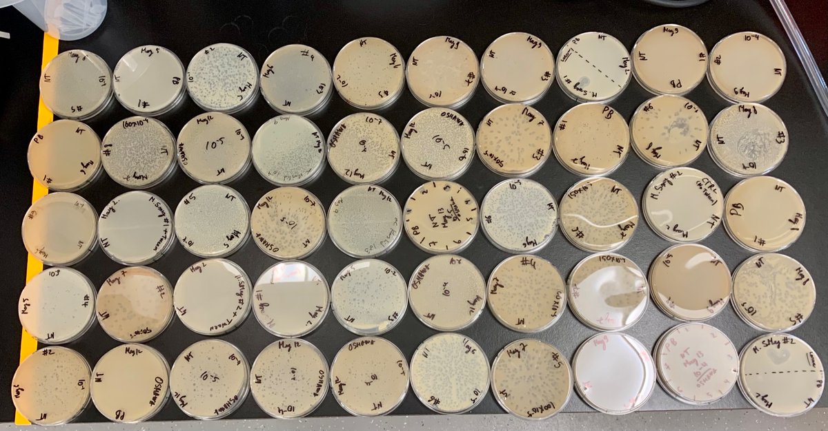 Nicolas Toex tweet media