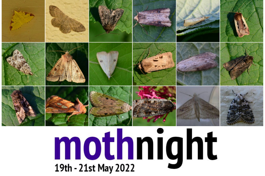 Prospects1998's tweet photo. Upcoming events at Peel Park &amp; the Coppice LNR, #Accrington for #MothNight

🌛 Moth night event, Fri 20 May, 9pm–10.30pm: https://t.co/NKy69jHhXy

🌞 Moth morning event &amp; Green Hairstreak walk, Sat 21 May, 9am–11am: https://t.co/lPGnQVcAuN

Follow the links to book on! @MothNight https://t.co/HGnkc3ejGX