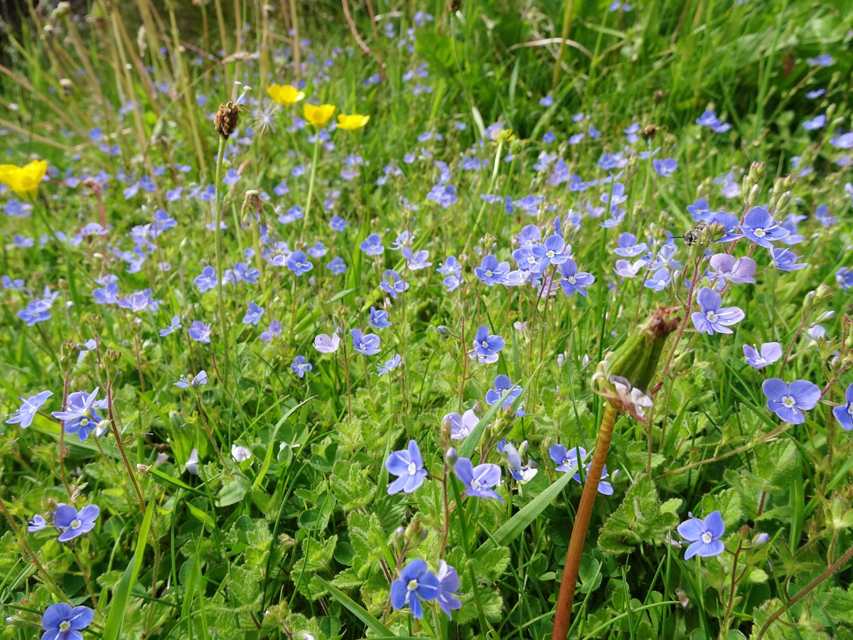Tufters1's tweet photo. #NoMowMay going nicely 💜💙💛💚#commonvetch #speedwells #buttercups #wildflowers https://t.co/pAb8HMc75m