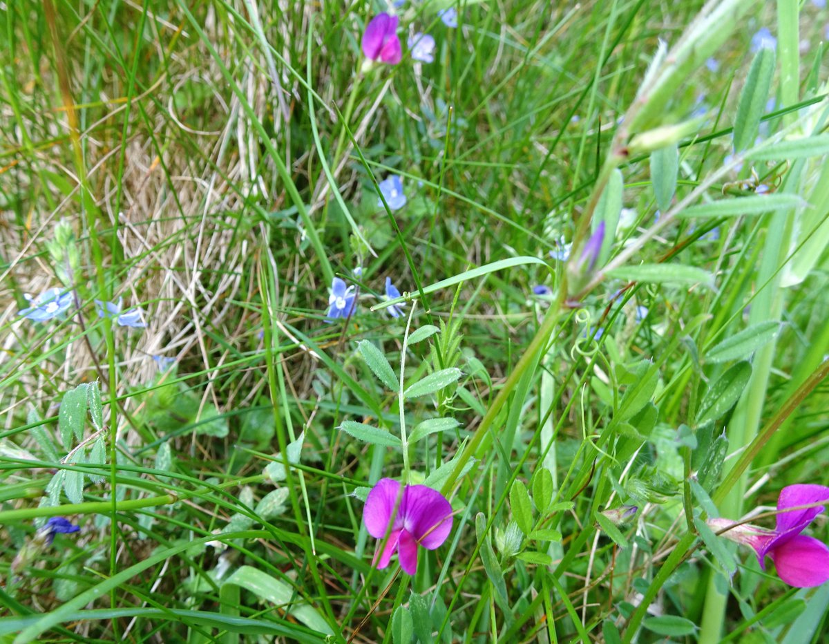 Tufters1's tweet photo. #NoMowMay going nicely 💜💙💛💚#commonvetch #speedwells #buttercups #wildflowers https://t.co/pAb8HMc75m