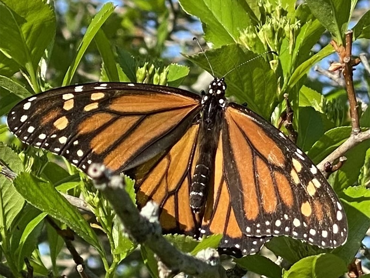 dupageforest's tweet photo. Monarch butterflies are a favorite sign of summer and a very important pollinator, and they’re starting to return to DuPage County! Have you seen any yet this season?  Track their arrival on https://t.co/gQcRhvtDxz. https://t.co/t7lXAyEYHn