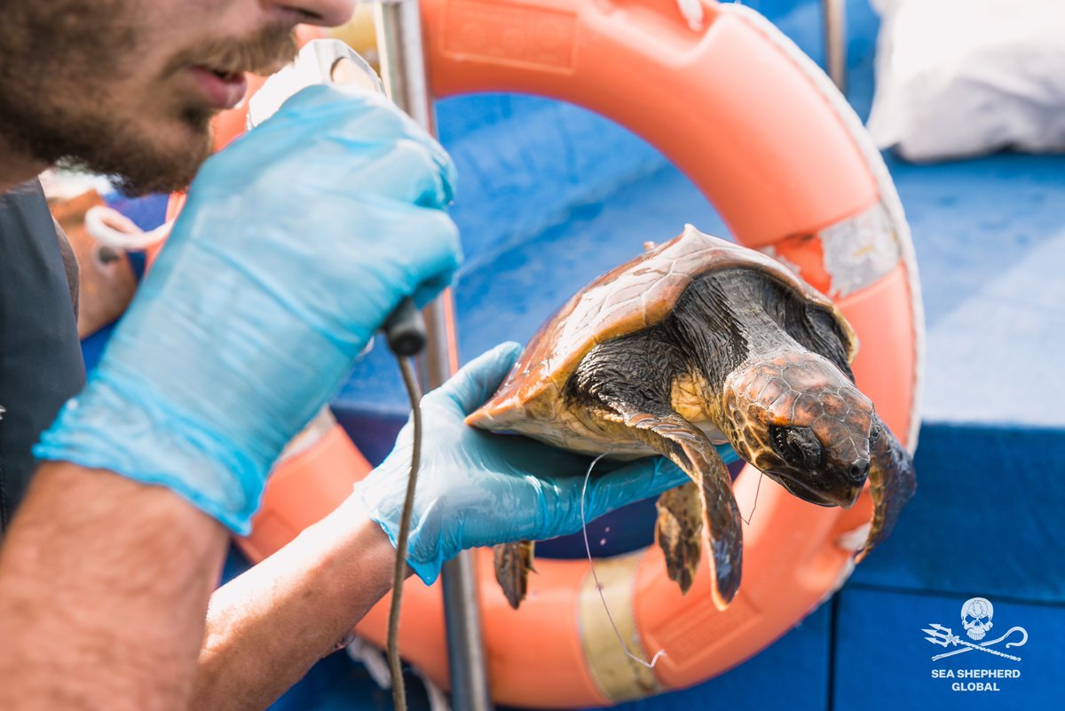 SeaShepherdIta's tweet photo. Il 10 maggio il Senato ha approvato la #LeggeSalvaMare, che consente ai comandanti di navi di portare sulla terraferma i rifiuti accidentalmente pescati (RAP) o volontariamente raccolti

Tuttavia, c’è ancora molta strada da fare per salvare il mare e noi la percorreremo tutta! https://t.co/pquE1n11ZU