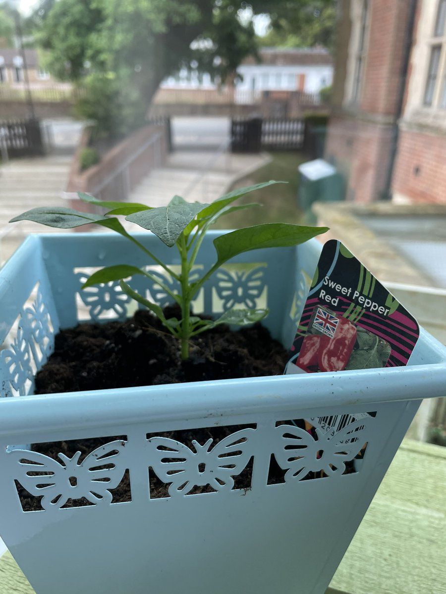 Going to try to grow some chilli 🌶 at school on the window ledge love fresh produce 🌶🌶🌶🌶