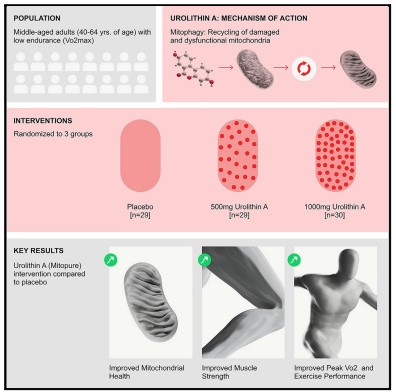 CellPressNews's tweet photo. "Urolithin A improves muscle strength, exercise performance and biomarkers of mitochondrial health in a randomized clinical trial in middle-aged adults" - Read more in @CellRepMed: https://t.co/IPtQCzxTfR

@asingh04 #Amazentis https://t.co/ImKHOqHFES