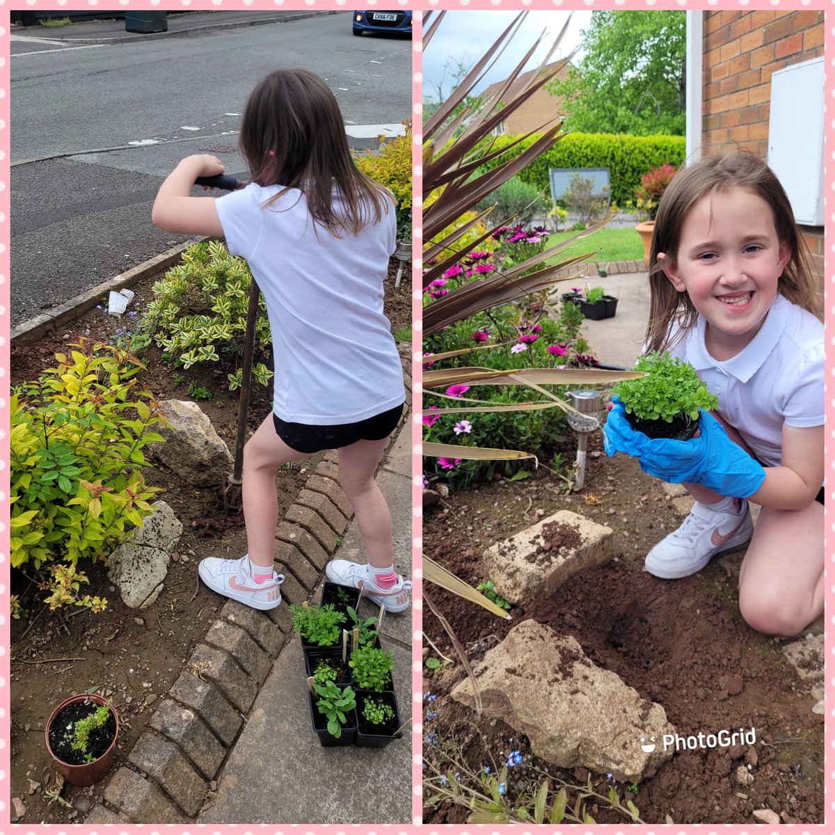 bethbex's tweet photo. Lacey had fun after school planting our new plants from @year2tps garden centre. @TPSGardener @ThornhillPS https://t.co/Bol6QhPN1V
