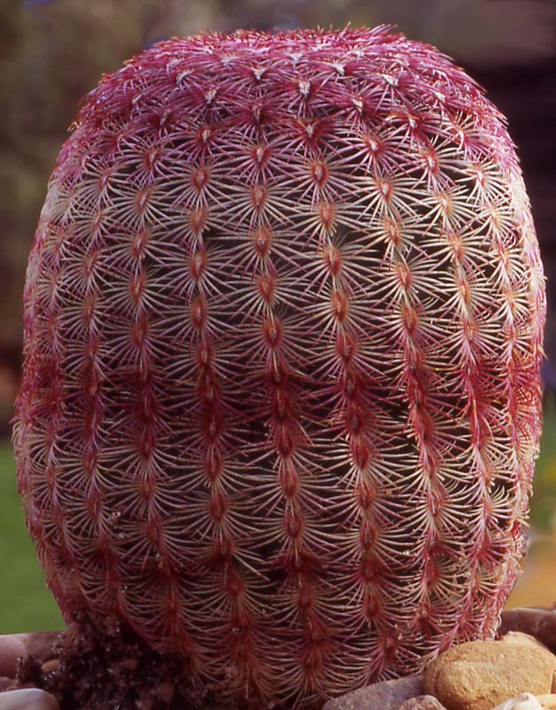 SAPS_News's tweet photo. Today is the international 'Fascination of Plants Day'.

Throughout the course of the day, we will be sharing and retweeting what we think is truly fascinating. 

To start, here are some images from our image collection.

https://t.co/VPBf126UYE

#FoPD22 #PlantDay #PlantScience https://t.co/8rPXPSiqbO
