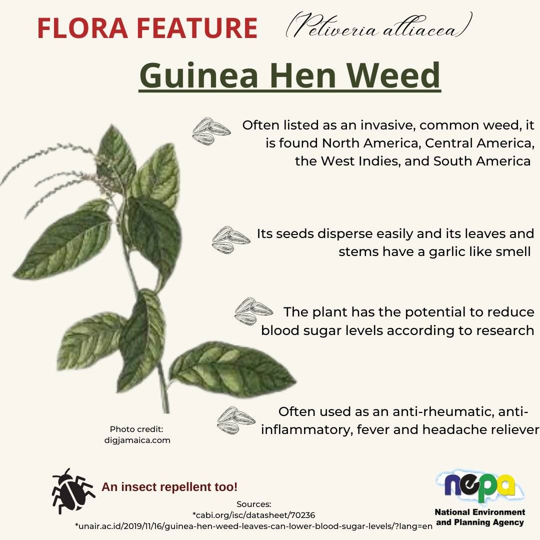 nepajamaica's tweet photo. Our #FloraFeature this month is on Guinea Hen Weed. What do you know about this unusual plant? #flora #nature https://t.co/wBew9gilHE