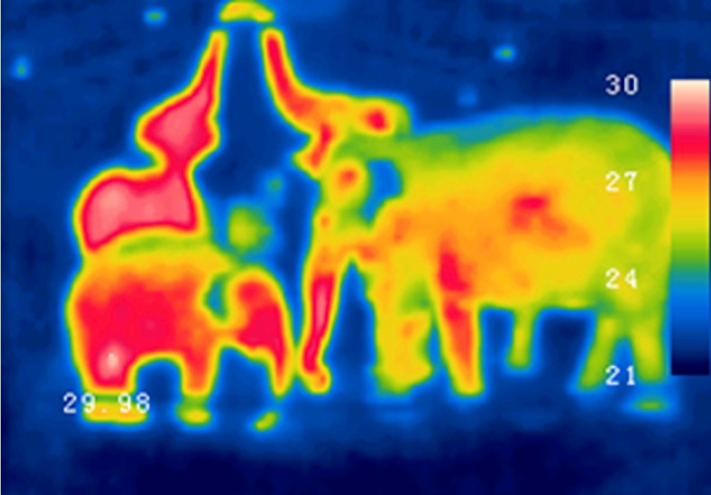 naturebytesuk's tweet photo. #naturebytes in action🦊

The @arribada_i, @LJMU &amp; @OfficialZSL are using our Wildlife Cam Cases to create a thermal alert system🐘

This will alert communities of elephants, aiming to prevent human-elephant conflict.

Field testing is happening in Assam, India &amp; @ZSLWhipsnadeZoo https://t.co/HF8p6zmoYd