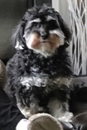 LibertyShaliach's tweet photo. @JordanMy dog is better than yours, Signing off @Jordan Appelbaum@Jordan. Welcome Danny Zappin https://t.co/3aK5bYZrVM