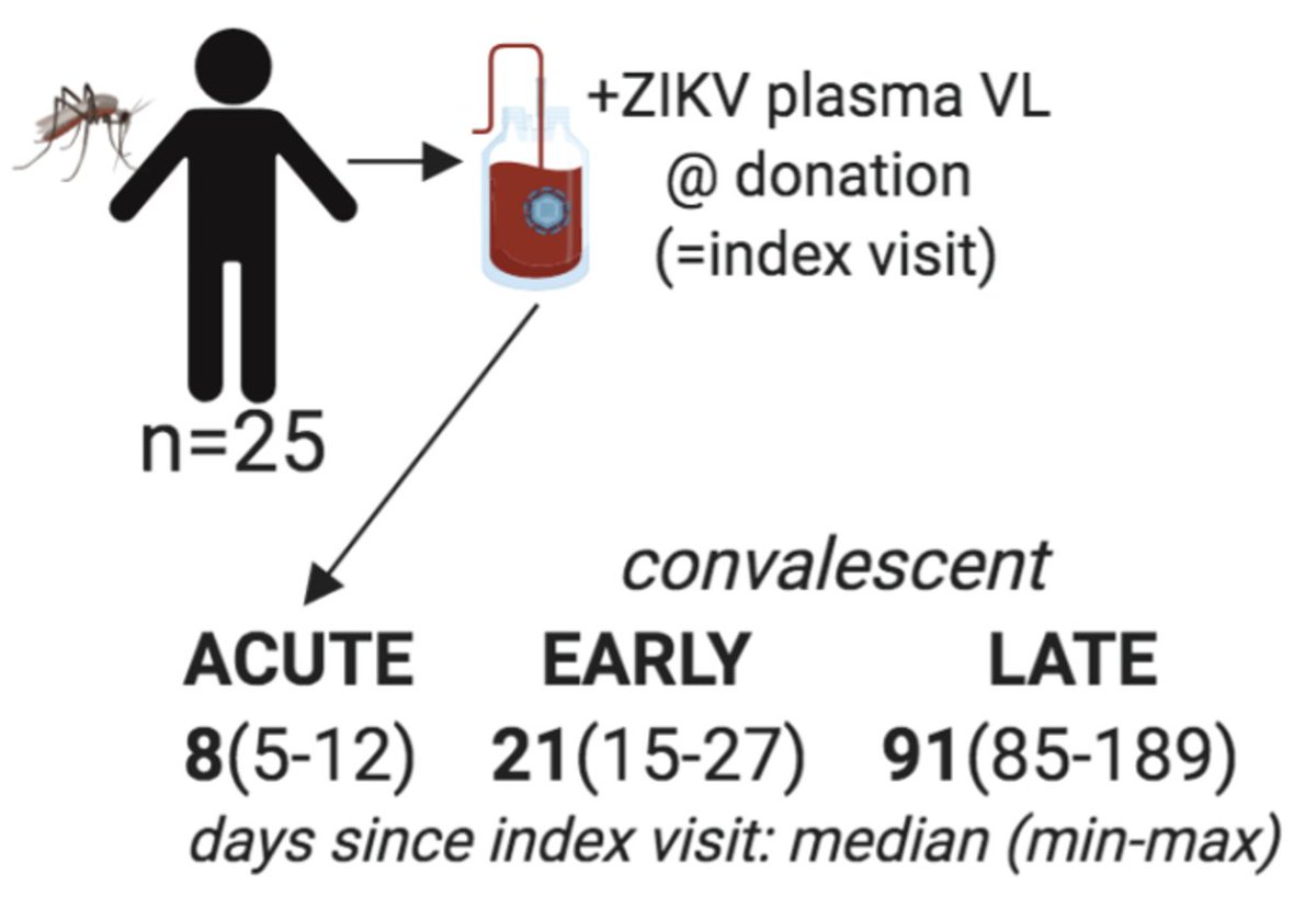 em_immuno's tweet photo. We collaborated with scientists @VitalantCA who collected longitudinal samples from viremic blood donors in Puerto Rico during the 2015-2016 Zika virus (ZIKV) outbreak in order to follow VL/Ab responses.
3/ https://t.co/dHbwX955zg