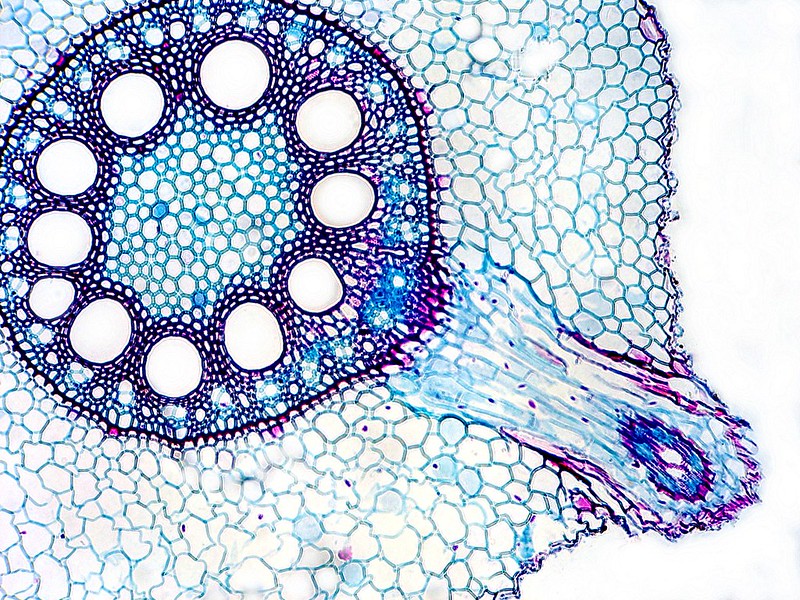 SAPS_News's tweet photo. Today is the international 'Fascination of Plants Day'.

Throughout the course of the day, we will be sharing and retweeting what we think is truly fascinating. 

To start, here are some images from our image collection.

https://t.co/VPBf126UYE

#FoPD22 #PlantDay #PlantScience https://t.co/8rPXPSiqbO