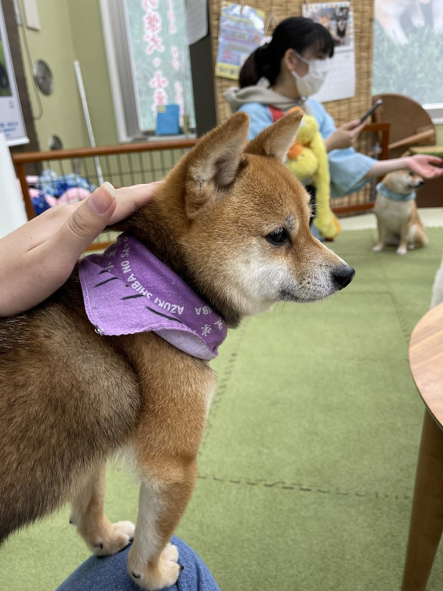 AureaZ7's tweet photo. 小豆柴の郷へ行った🤩 https://t.co/TuXrQOqqxM