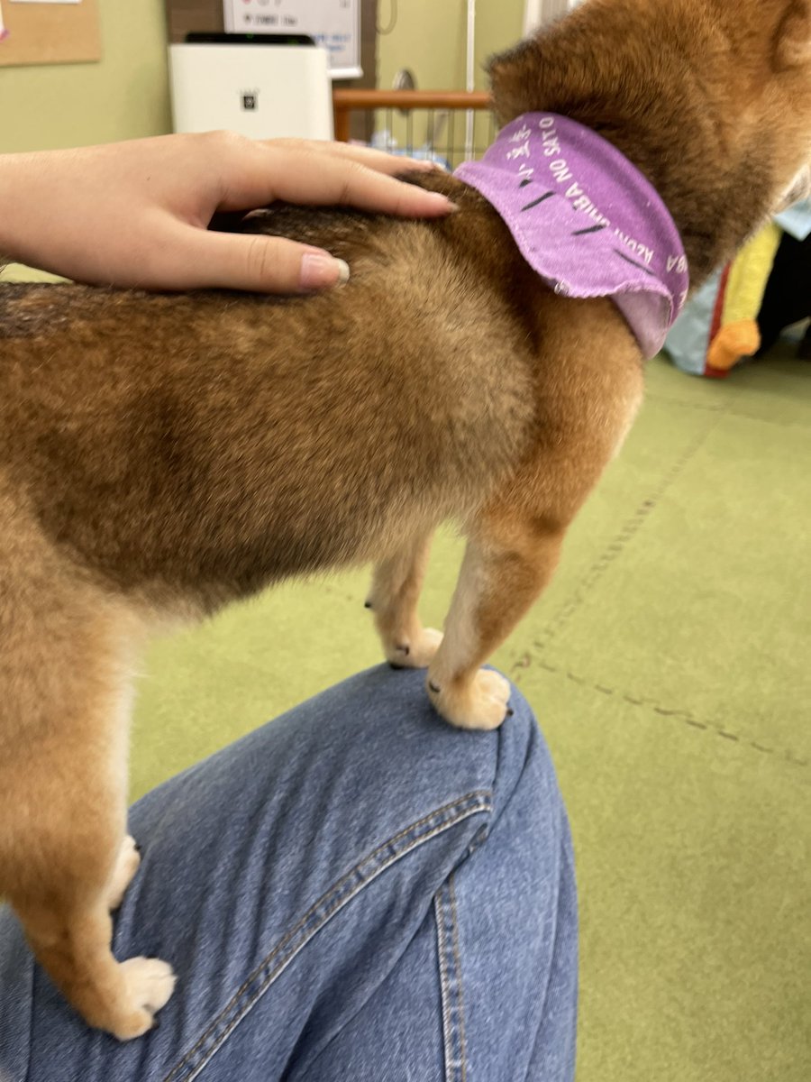 AureaZ7's tweet photo. 小豆柴の郷へ行った🤩 https://t.co/TuXrQOqqxM