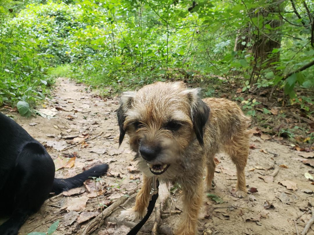 Pant_and_Wag's tweet photo. Rose the Border Terrier loves being outside in nature for her Fitness Adventure! The best alternative to DC doggy daycare! #borderterrier #dc #dcdogs #dogfitness #instadog #georgetowndogs #dogsofgeorgetown #georgetown #dogrunner #dogadventures #doggydaycare #doghikes #pantandwag https://t.co/dtRJHVOemF