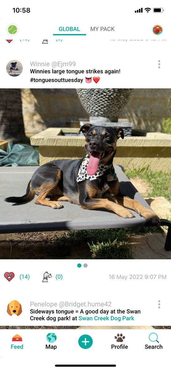 officialdogpack's tweet photo. Winners of Australia and New Zealanda #tot Tongue out Tuesday were just announced! They will both be getting awesome prizes thanks to our AMAZING AND GENEROUS sponsors ❤️ #alfapet #bullymake #tag4mypet 
A new contest for North American users is being posted right now! #gooddogs https://t.co/9Enfg4KWEu