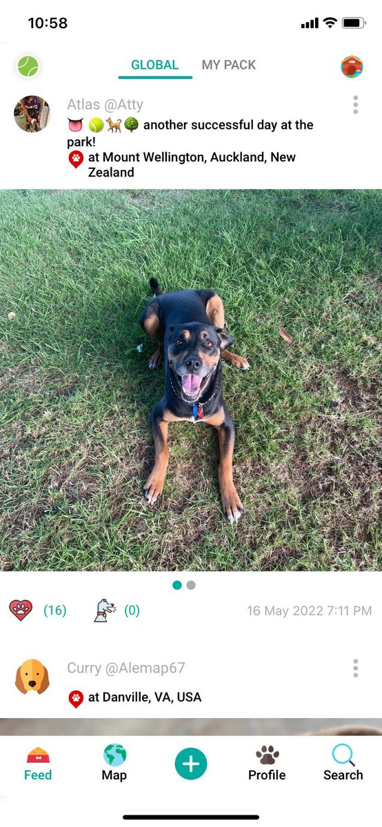 officialdogpack's tweet photo. Winners of Australia and New Zealanda #tot Tongue out Tuesday were just announced! They will both be getting awesome prizes thanks to our AMAZING AND GENEROUS sponsors ❤️ #alfapet #bullymake #tag4mypet 
A new contest for North American users is being posted right now! #gooddogs https://t.co/9Enfg4KWEu