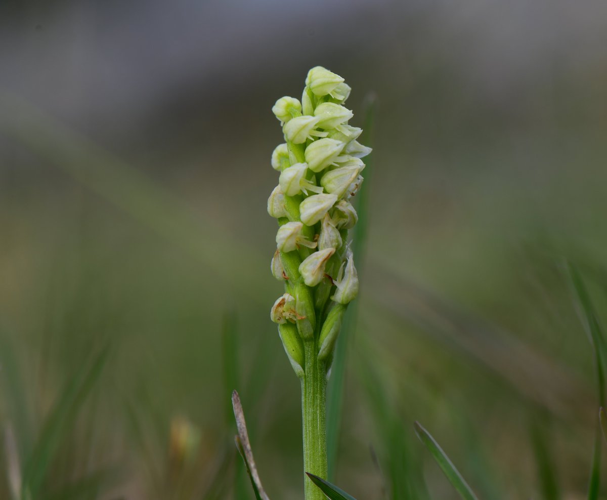 drfishySimon's tweet photo. Highlight 1 of my two trips to the Burren, Dense flowered orchids in abundance. https://t.co/SY6GwZzQep