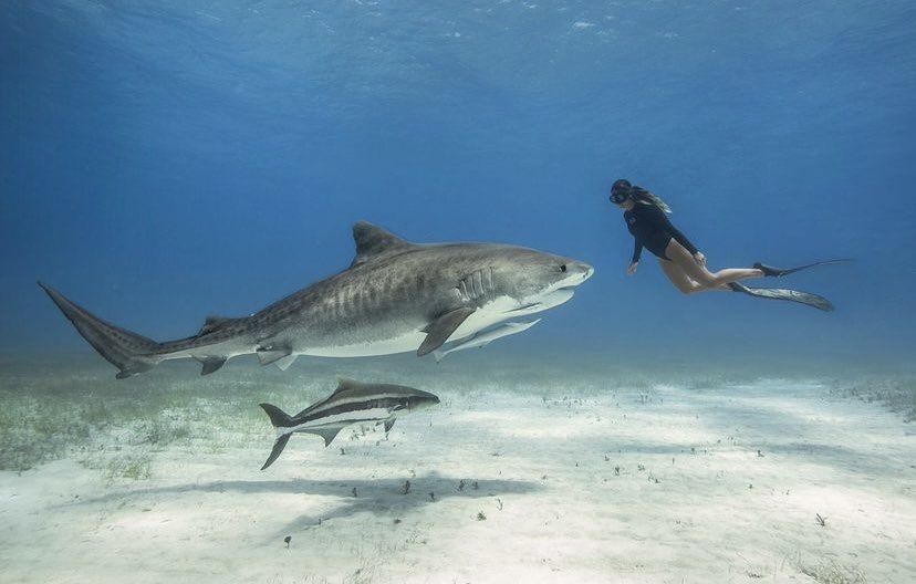 BeachOlo's tweet photo. Fearless! O’Lo Beaches family Steph @freediversteph doing what she does best! O’Lo Beach, get the feeling!
Shop: https://t.co/v9sZpxnTWZ
#shark #bahamas #sail #sailing #perfect #salty #beachwear #beach #swimwear #flipflops #olobeach #freediversteph https://t.co/OJpf8Ep4KQ