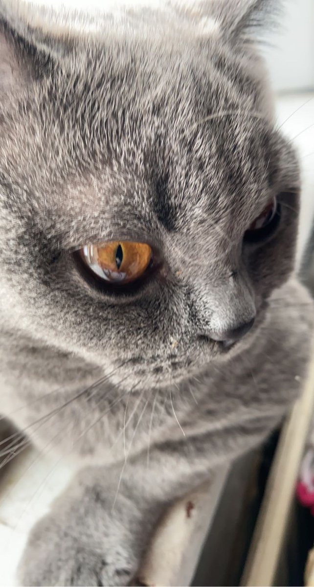 billymorris tweet media