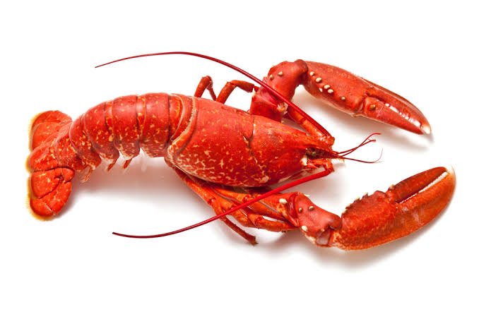TheAjibolaGrey's tweet photo. Wait, no be lobster be this? If you stand for VI during rainy season, two fit climb your shoe 😭 https://t.co/RML1xkZXe8