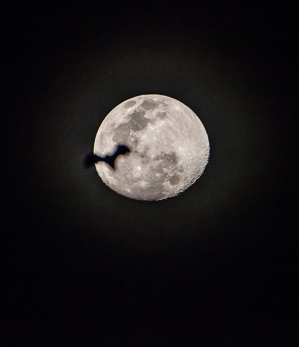 Batmoon 2.0! This was just a few days back. I’m pretty sure I’ll nail it in the next attempt!😄 #Nikon #Bangalore #BatMoon