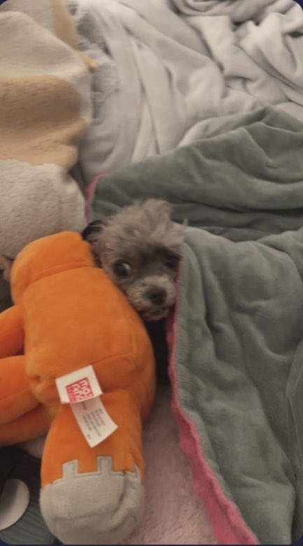GhostFoxLive's tweet photo. She looks horrified https://t.co/yqxvIEtMSm