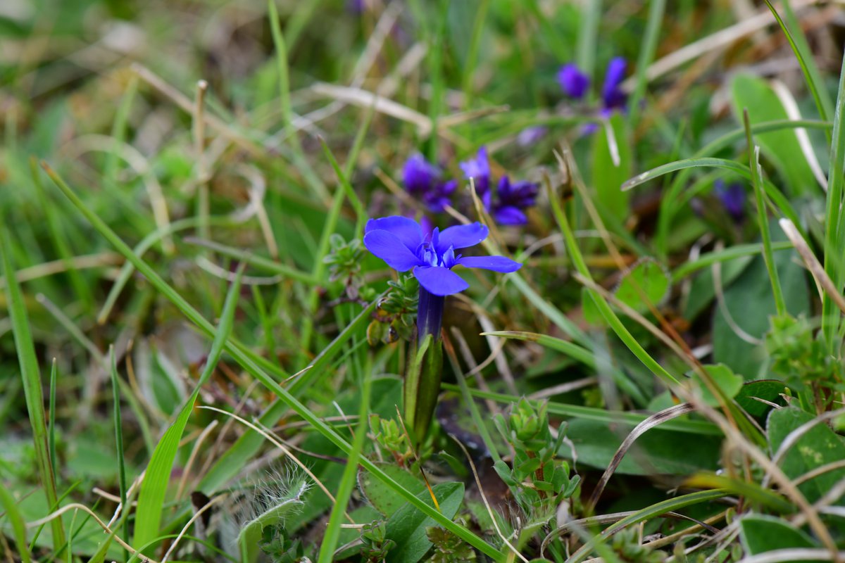 drfishySimon's tweet photo. Highlight 2 of my two trips to the Burren, spring gentian. https://t.co/aY0tHn784P