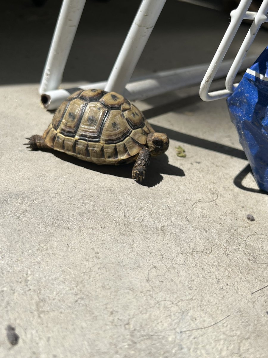 bibi 🇩🇿🇵🇸 tweet media