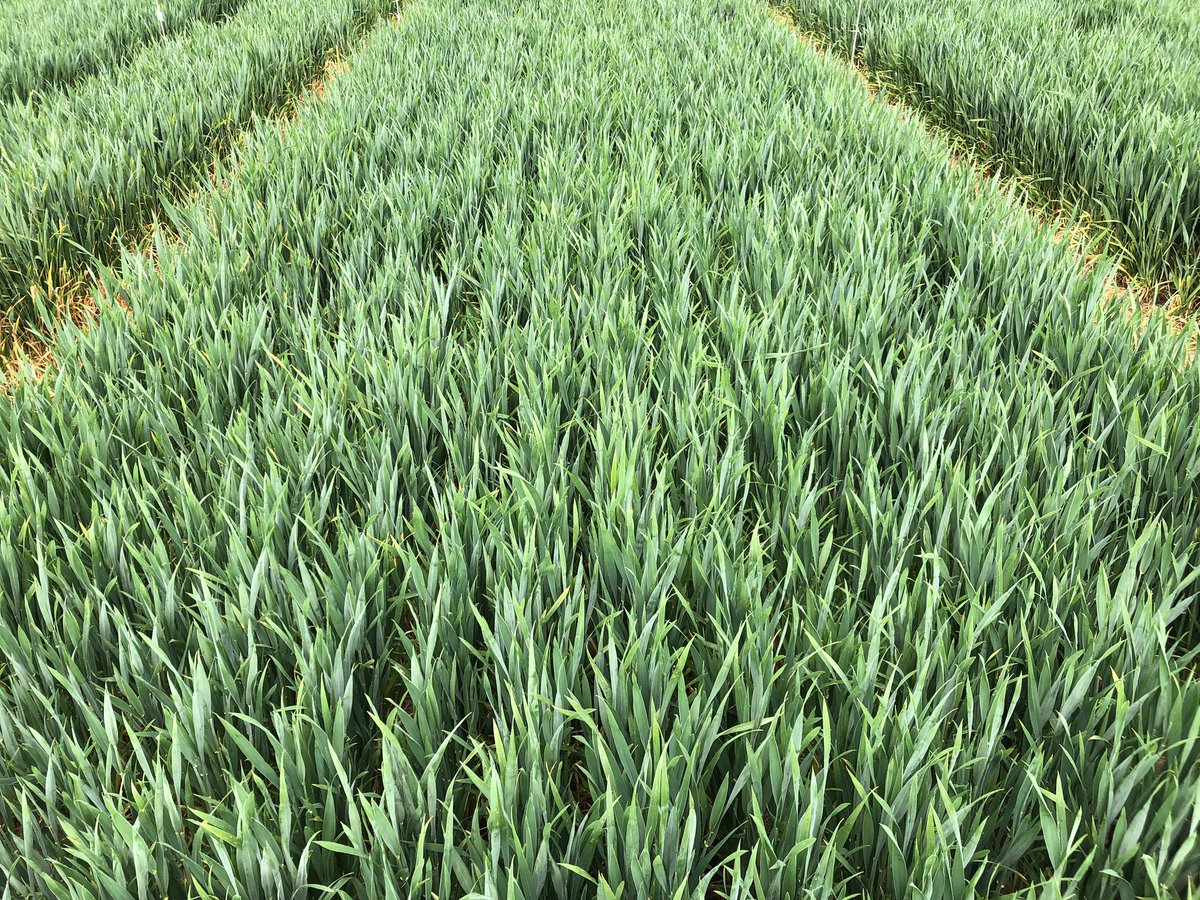 SUwland's tweet image. Mooie #proeven gezien in de granen vandaag. Goed resultaat van #Ascra op T1 op een vroege aantasting van #geleroest in #tarwe en van #Variano op #ramularia in de #wintergerst. Ondanks droogte best wat aantasting! @BayerCropNL #teambayerbenelux #onderzoek #graan #wheat #barley