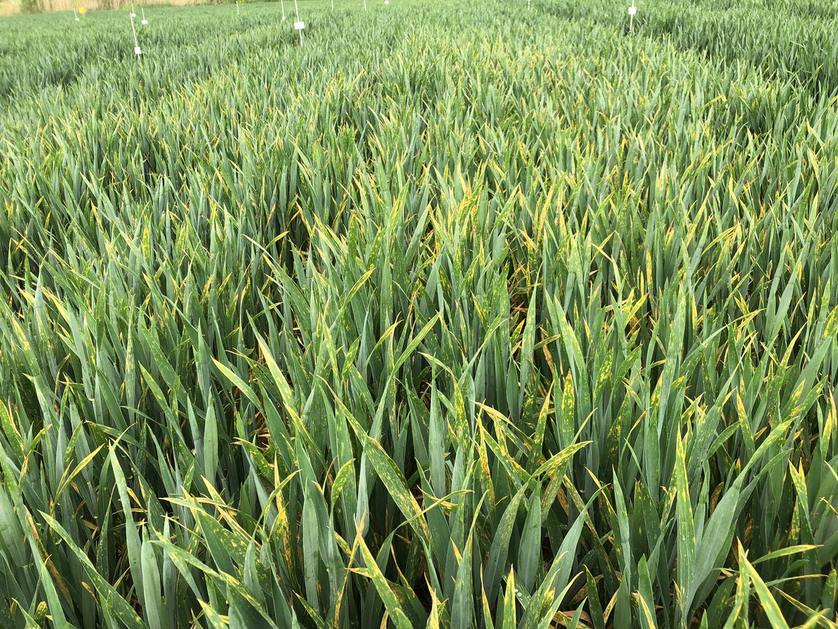 SUwland's tweet image. Mooie #proeven gezien in de granen vandaag. Goed resultaat van #Ascra op T1 op een vroege aantasting van #geleroest in #tarwe en van #Variano op #ramularia in de #wintergerst. Ondanks droogte best wat aantasting! @BayerCropNL #teambayerbenelux #onderzoek #graan #wheat #barley