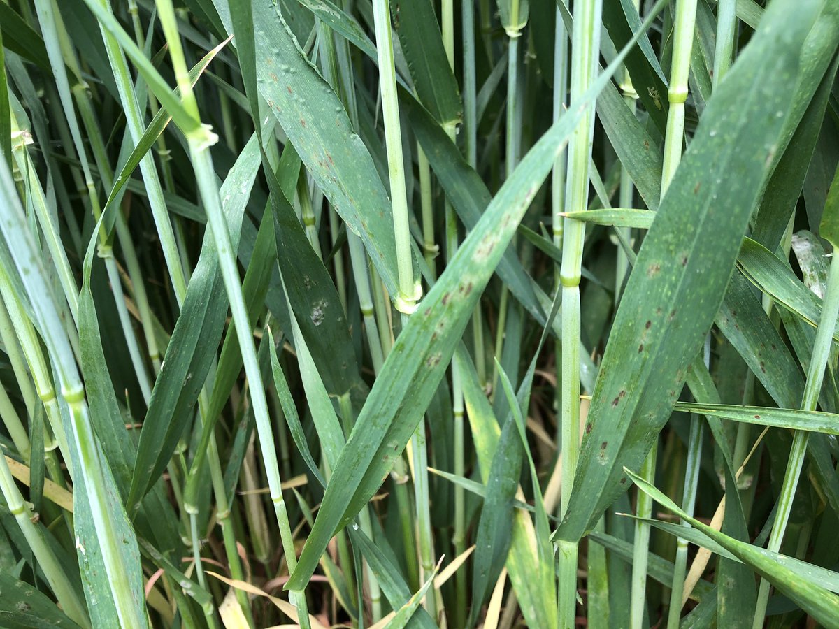 SUwland's tweet image. Mooie #proeven gezien in de granen vandaag. Goed resultaat van #Ascra op T1 op een vroege aantasting van #geleroest in #tarwe en van #Variano op #ramularia in de #wintergerst. Ondanks droogte best wat aantasting! @BayerCropNL #teambayerbenelux #onderzoek #graan #wheat #barley