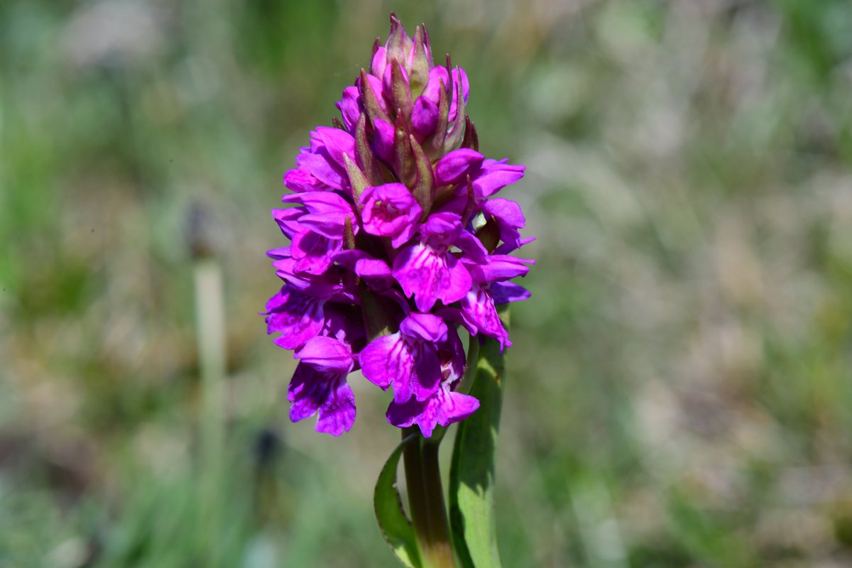 drfishySimon's tweet photo. A highlight from the Connemara, Irish marsh orchid https://t.co/IfIXtn2eT3