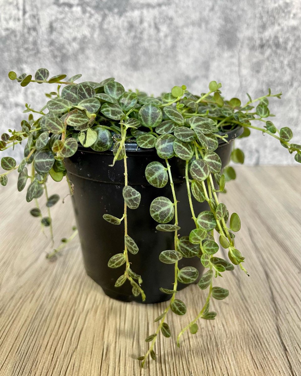 LongevityGarden's tweet photo. Peperomia Prostrata String of Turtles back in stock!https://t.co/Nh3F34t33n
#peperomiastringofturtles #stringofturtles #peperomia #plants #houseplants #plantshop https://t.co/nBiTU0wDBB