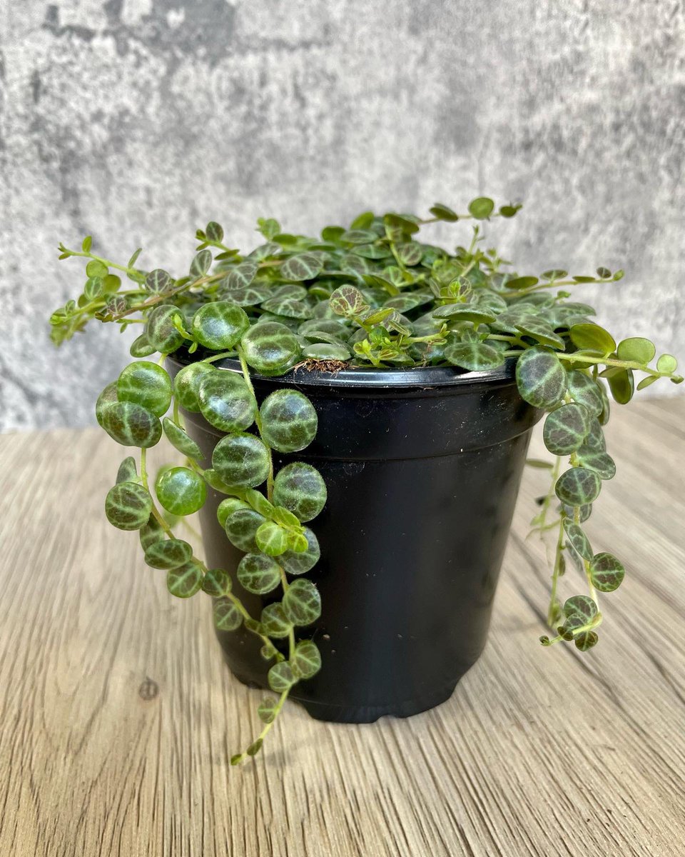 LongevityGarden's tweet photo. Peperomia Prostrata String of Turtles back in stock!https://t.co/Nh3F34t33n
#peperomiastringofturtles #stringofturtles #peperomia #plants #houseplants #plantshop https://t.co/nBiTU0wDBB