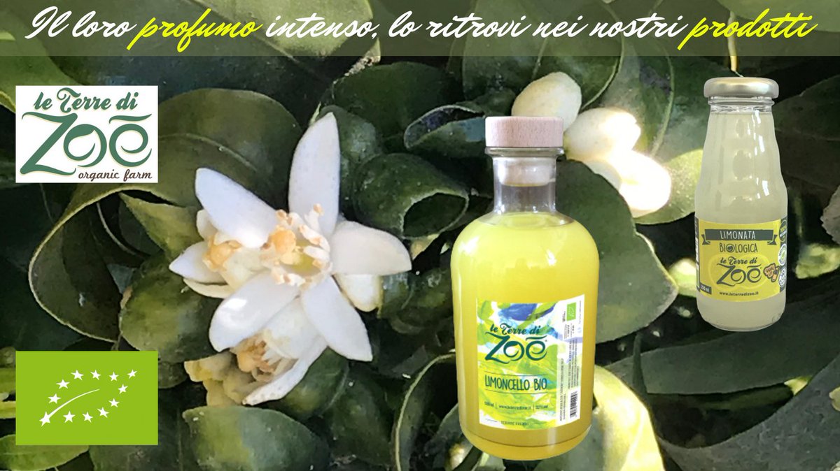 TerreZoe's tweet photo. Peccato non poter sentire il profumo della zagara dal post.....ma lo puoi ritrovare nei nostri prodotti naturali e 100% biologici #leterredizoe #zagara #limonata #limoncello #calabria https://t.co/091XSO2EUZ