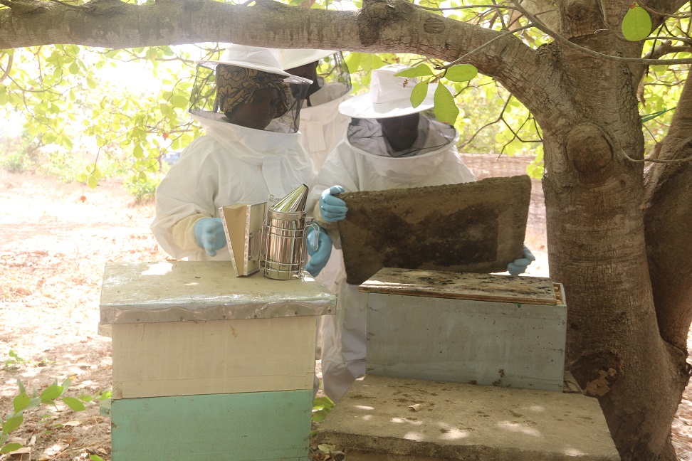FAOSenegal's tweet photo. #SAGAsn - Grace aux fonds @MRIF_Quebec, @FAO applique une approche multi-acteurs, multi-secteurs &amp; multi-échelles de l’adaptation aux #ChangementsClimatiques au🇸🇳.

📺Reportage sur @ouesttv TNT canal 203
Mercredi 18 mai, 19H04
Vendredi 20, 20H04
Dimanche 22, 12H15
Mardi 24, 18H04 https://t.co/g3KZTYwJ1j