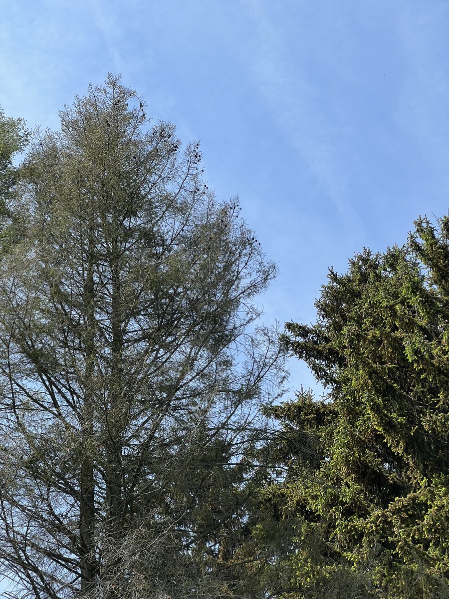 PeterWohlleben's tweet photo. Wer meint, Douglasien wären ein guter Ersatz für Fichten, kann sich ja mal in der Eifel alte Douglasien anschauen. Die sterben gerade wegen Dürre und Parasiten. Kleiner Tipp: Bald gibt’s das 9€-Ticket, das erleichtert Rundreisen. Foto:links tote Douglasie, rechts grüne Fichte. https://t.co/uQK2661aQI