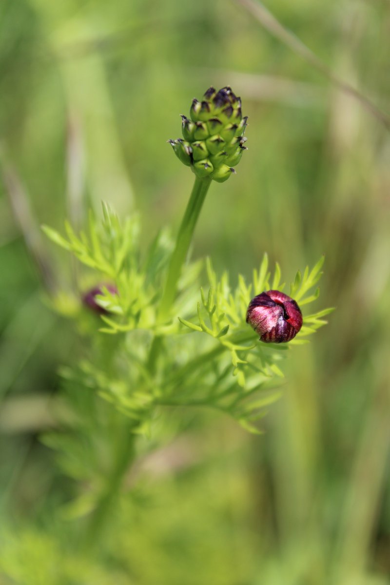 MeganRural's tweet photo. Pheasant's-eye (Adonis annua), in flower, budding and seedhead. Growing in large numbers on @MDSuperCluster due to specific habitat management 
Classified as Endangered on the Vascular Plant Red Data List for GB. Priority Species under the UK Post-2010 Biodiversity Framework https://t.co/uYdmFP0AtS