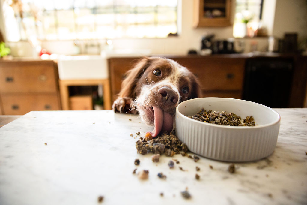 _differentdog's tweet image. When the food is so good, you just can't wait to tuck in...🤣🐾 #spaniel #dogfood #yummy