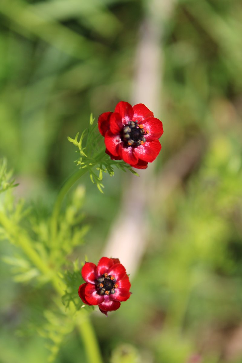 MeganRural's tweet photo. Pheasant's-eye (Adonis annua), in flower, budding and seedhead. Growing in large numbers on @MDSuperCluster due to specific habitat management 
Classified as Endangered on the Vascular Plant Red Data List for GB. Priority Species under the UK Post-2010 Biodiversity Framework https://t.co/uYdmFP0AtS