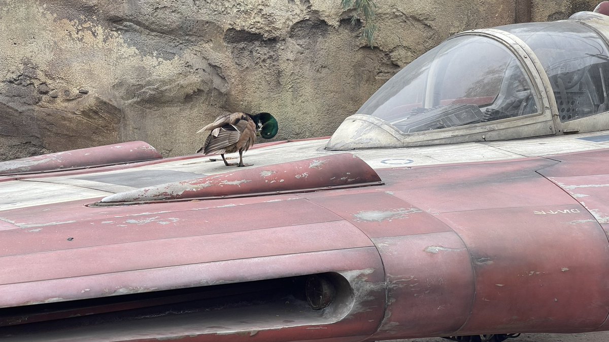 KHONclicks's tweet photo. Duck on a ship. 
Disney is lit so far. https://t.co/uZTOLVoZEe