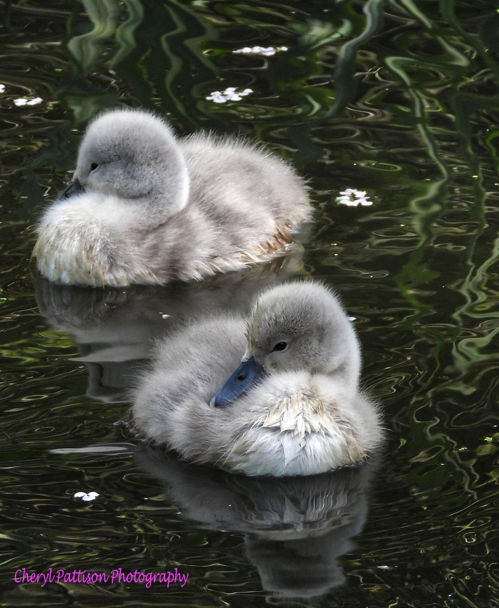 cherylpattison2's tweet photo. Lovely family of Swans at My local ponds.
#cherylpattisonphotography #nikon #NaturePhotography #swans #thegreatoutdoors https://t.co/Dhjeu0ekTO