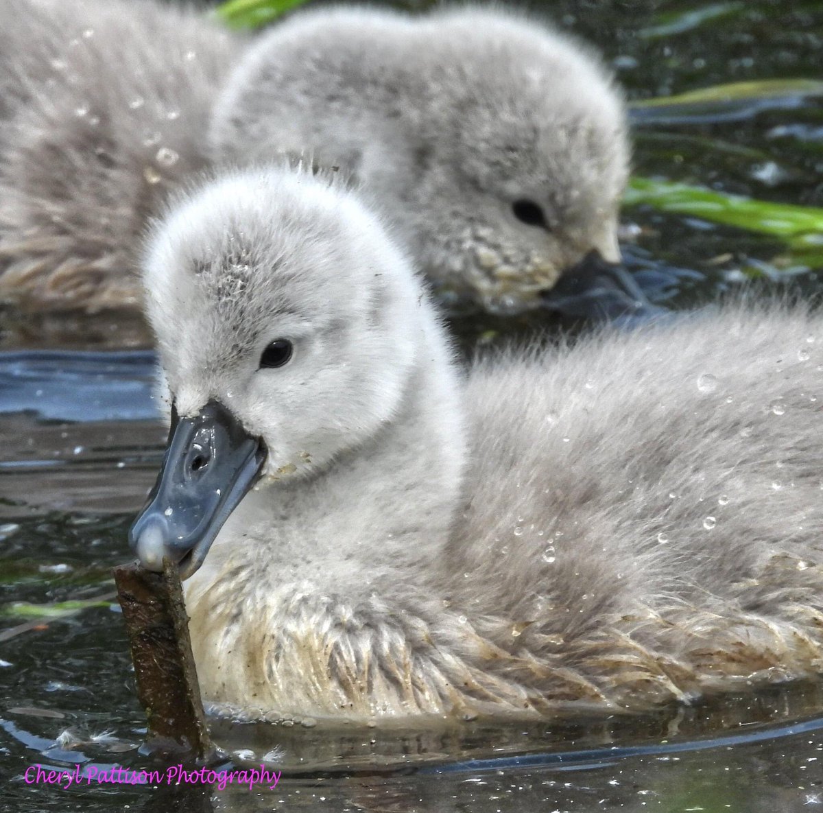 cherylpattison2's tweet photo. Lovely family of Swans at My local ponds.
#cherylpattisonphotography #nikon #NaturePhotography #swans #thegreatoutdoors https://t.co/Dhjeu0ekTO