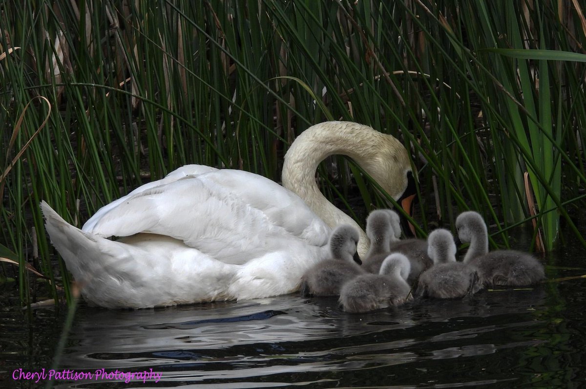 cherylpattison2's tweet photo. Lovely family of Swans at My local ponds.
#cherylpattisonphotography #nikon #NaturePhotography #swans #thegreatoutdoors https://t.co/Dhjeu0ekTO