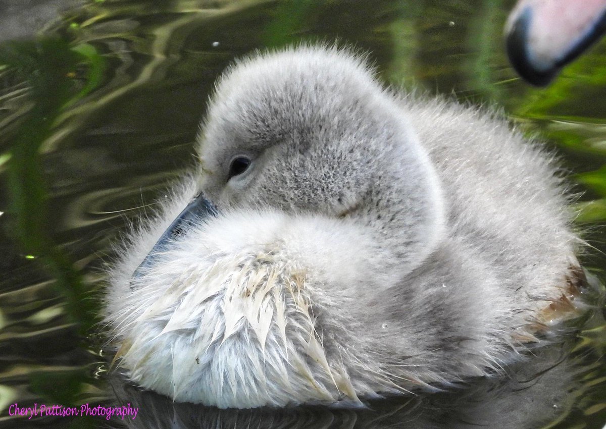 cherylpattison2's tweet photo. Lovely family of Swans at My local ponds.
#cherylpattisonphotography #nikon #NaturePhotography #swans #thegreatoutdoors https://t.co/Dhjeu0ekTO