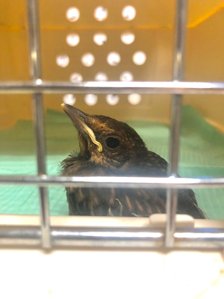 DierenAmsterdam's tweet image. Baby #merel volledig ten onrechte door passant van straat geplukt en bij ons afgeleverd. Jonge vogels leren vliegen vanaf de grond. Neem even de tijd om te observeren, Kijk of er ouders in de buurt zijn en volg het bijgevoegde schema. Laat de natuur zoveel mogelijk haar gang gaan