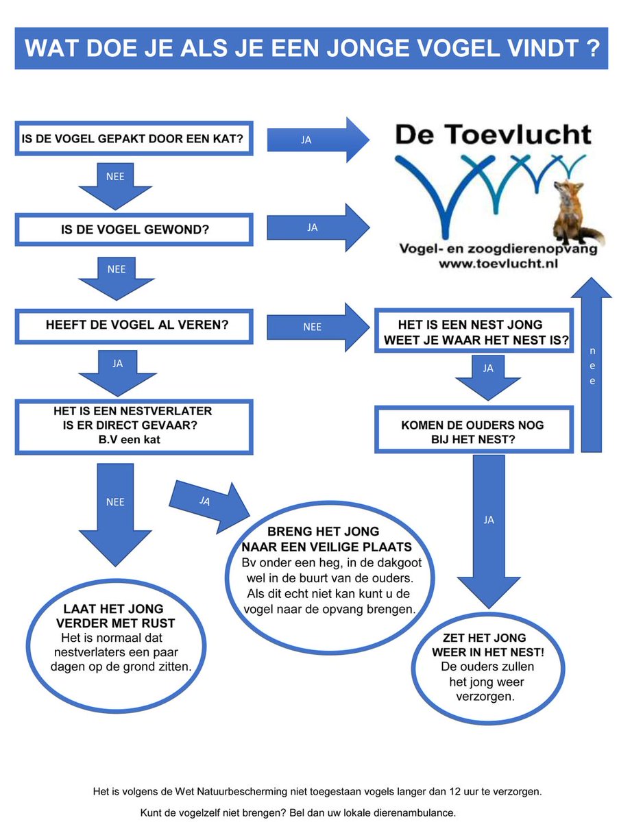 DierenAmsterdam's tweet image. Baby #merel volledig ten onrechte door passant van straat geplukt en bij ons afgeleverd. Jonge vogels leren vliegen vanaf de grond. Neem even de tijd om te observeren, Kijk of er ouders in de buurt zijn en volg het bijgevoegde schema. Laat de natuur zoveel mogelijk haar gang gaan